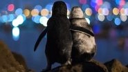 Photo of Two Widowed Fairy Penguins Together Overlooking Melbourne Skyline Resurfaces and the Internet Can&rsquo;t Hold Back Its Tears