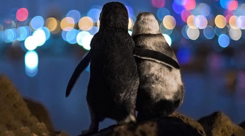 Photo of Two Widowed Fairy Penguins Together Overlooking Melbourne Skyline Resurfaces