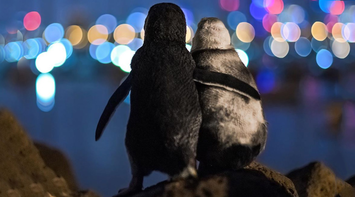 Photo of Two Widowed Fairy Penguins Together Overlooking 