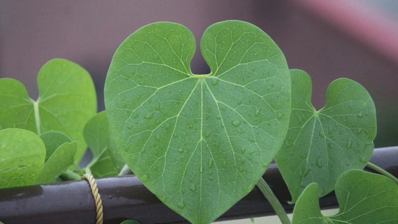 Giloy Can Help Boost Your Immunity to Fight COVID-19: Here's How to Grow The Ayurvedic Herb at Home!