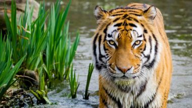 Shoot Dead Tiger That Is Believed to Have Killed Eight Persons, Maharashtra Congress MP Suresh Dhanorkar Tells Forest Department