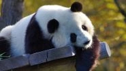 Giant Panda 3D View on Google Not Working, View Cutest HD Photos & WhatsApp Stickers of Pandas and Download Them for Free Online!