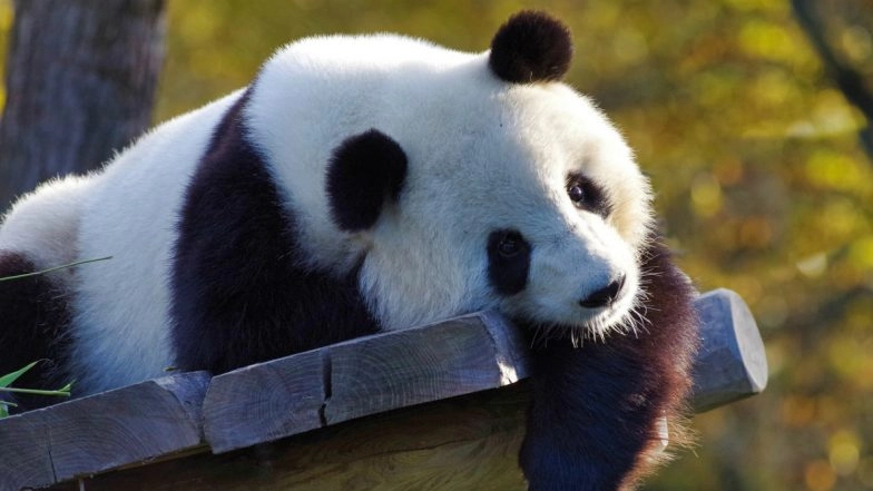 Giant Panda 3D View on Google Not Working, View Cutest HD Photos & WhatsApp Stickers of Pandas and Download Them for Free Online!