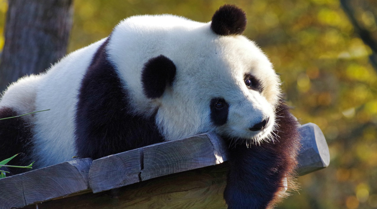 Giant Panda 3d View On Google Not Working View Cutest Hd Photos Whatsapp Stickers Of Pandas And Download Them For Free Online Latestly