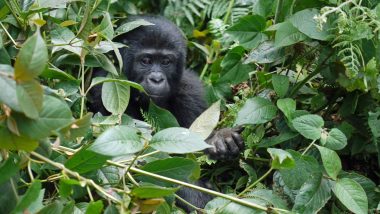 DR Congo’s Virunga National Park Attacked, 12 Rangers And 5 Civilians Killed in Ambush at Gorilla Park