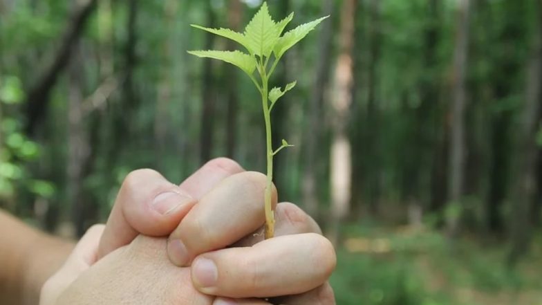 Greenery Day 2020 in Japan Date: History, Significance And Celebrations of The Day Thanking Nature