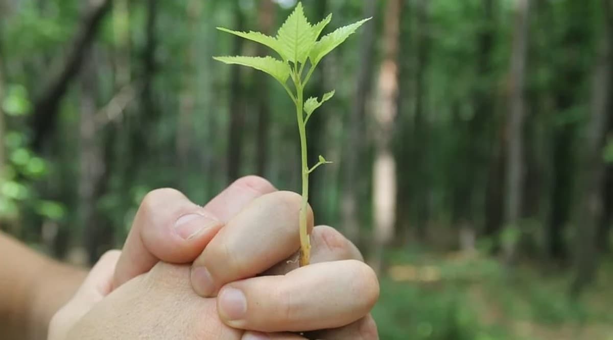 greenery-day-2020-in-japan-date-history-significance-and-celebrations