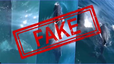 Viral Video of Humpback Whales Swimming at Bombay High is FAKE, Here's Truth Behind Old Video From Indonesia Taking Internet By Storm