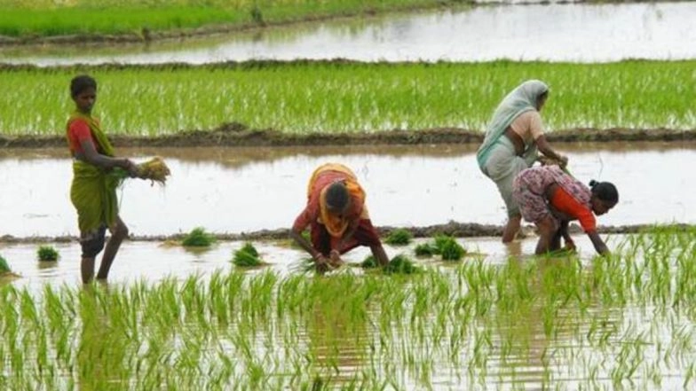 MSP Procurement in Punjab and Haryana: Paddy Worth Rs 10.53 Crore Purchased Only in 2 Days Amid Protests Over Farm Laws