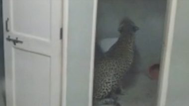 Leopard Strays Into Kolavada Ayurvedic Hospital in Gandhinagar, Rescued (Watch Video)