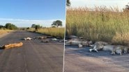 Pride of Lions Spotted Sleeping on Road in South Africa's Kruger National Park During Coronavirus Lockdown (See Pictures)