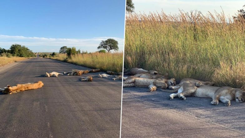Pride of Lions Spotted Sleeping on Road in South Africa's Kruger National Park During Coronavirus Lockdown (See Pictures)