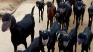 Telangana Farmer Puts Masks on Goats After Tiger Nadia Tested Positive for Coronavirus in US