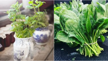 How to Grow Vegetables at Home in Quarantine? From Mint to Spinach, 5 Veggies And Herbs You Can Grow Easily During Lockdown (Watch Videos)