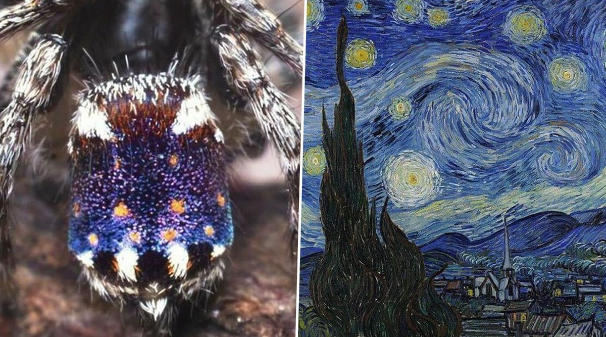 New Species of Peacock Spiders Resembling Vincent van Gogh’s Masterpiece 'Starry Night' Discovered in Australia (Watch Video) New Species of Peacock Spiders Resembling Vincent van Gogh’s Masterpiece 'Starry Night' Discovered in Australia (Watch Video)