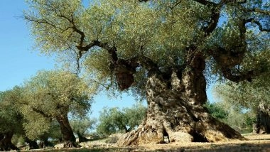 Oleratine Contains the Potential Covid-19 Inhibitor Oleuropein, the Most Important Biochemical in the Olive Tree