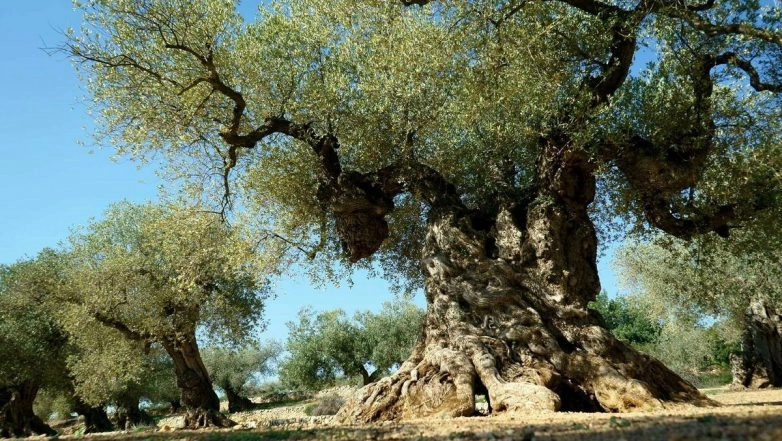 Oleratine Contains the Potential Covid-19 Inhibitor Oleuropein, the Most Important Biochemical in the Olive Tree