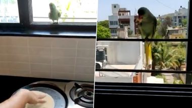 Not Chilly but Chapati! Video of a Parrot Waiting at Kitchen Window for Roti to Be Made to Get a Piece During Coronavirus Lockdown Goes Viral