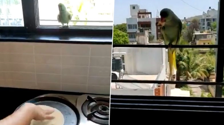 Not Chilly but Chapati! Video of a Parrot Waiting For a Piece of Roti Goes Viral