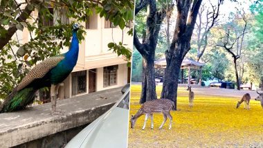 Peacocks, Deer And Dolphins Spotted in Mumbai! Animals Seen Roaming Freely As Humans Remain in Lockdown (See Pictures & Videos)