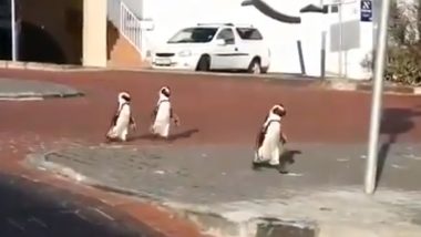 Endangered African Penguins Roam Freely on Streets of Simon Town While Residents Remain Indoors Due to Lockdown in South Africa (Watch Cute Video)