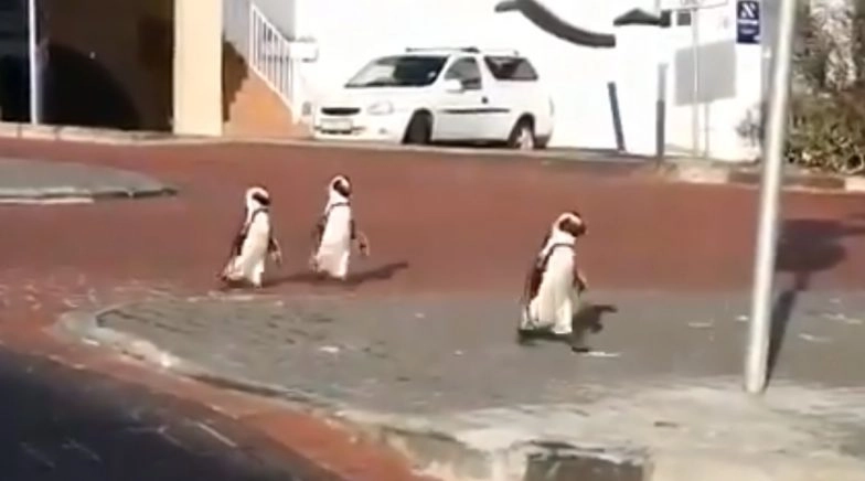 Endangered African Penguins Roam Freely on Streets of Simon Town in South Africa, Watch Video