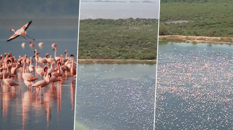 Thousands of Pink Flamingos Arrive at Mumbai, Beautiful Videos Go Viral