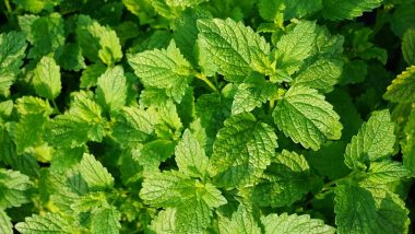 Pudina For Summers: Five Reasons Why You Should Add Mint to Your Meals For Good Health