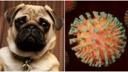 Pug in North Carolina Tests Positive For COVID-19, First Case of Coronavirus in Dogs Reported in US