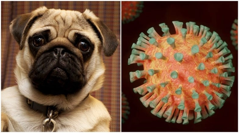 Pug in North Carolina Tests Positive For COVID-19, First Case of Coronavirus in Dogs Reported in US