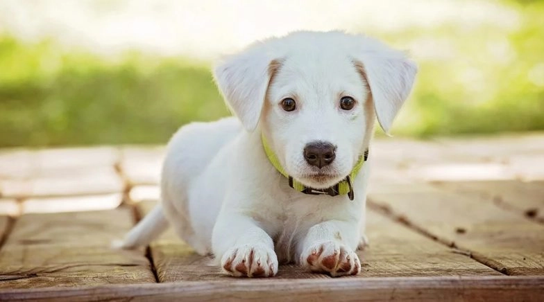 Ukrainian Teenager Forces Her Pet Puppy to Drink Vodka For Internet Challenge, Charged