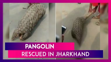 Pangolin Rescued In Jharkhand: Know About World’s Most Trafficked Mammal & Its Link To Coronavirus Pandemic