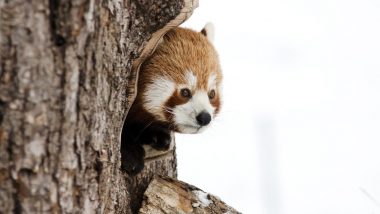 German Zoo May Feed Some Inmates to Other Animals as it Struggles Without Funding During Coronavirus Lockdown