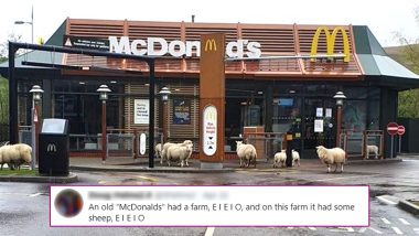 Flock of Sheep Visit McDonalds in South Wales, Netizens Remember Classic Nursery Rhyme 'Old McDonald Had a Farm' (Check Tweets)