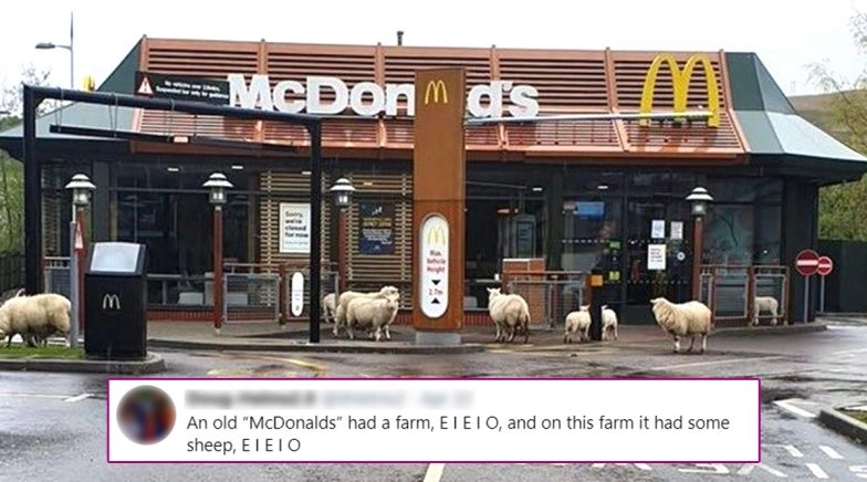 Flock of Sheep Visit McDonalds in South Wales, Netizens Sing 'Old McDonald Had a Farm'