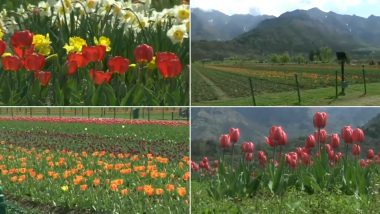 Srinagar's Indira Gandhi Memorial Tulip Garden in Full Bloom, But No Visitors Due to Coronavirus Lockdown (Watch Video)