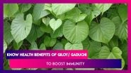 Heart-Leaved Moonseed Health Benefits: Drink Giloy Juice To Boost Immunity Amid Coronavirus Pandemic