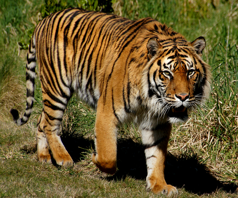 Tiger View in Google 3D Animals Is Boring? Download These