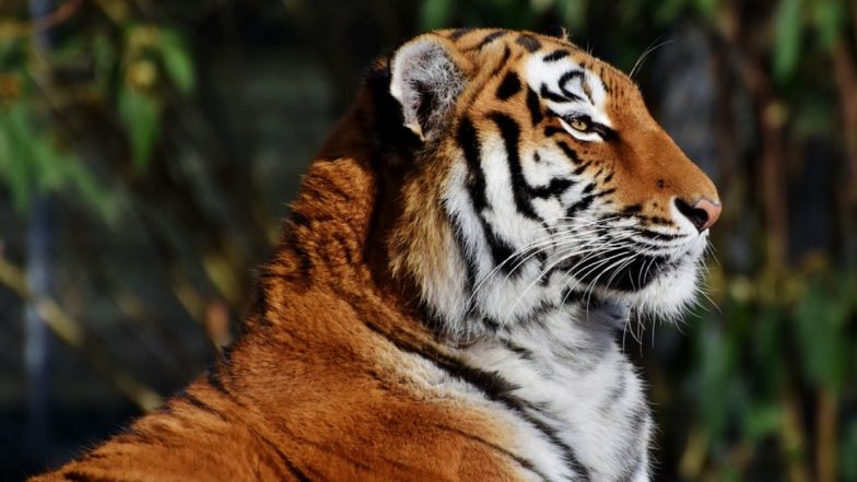 Tiger Nadia Tests Positive for Coronavirus in New York Zoo: From Dogs to Cats, Here's The List of Animals Infected by COVID-19 in Different Parts of The World