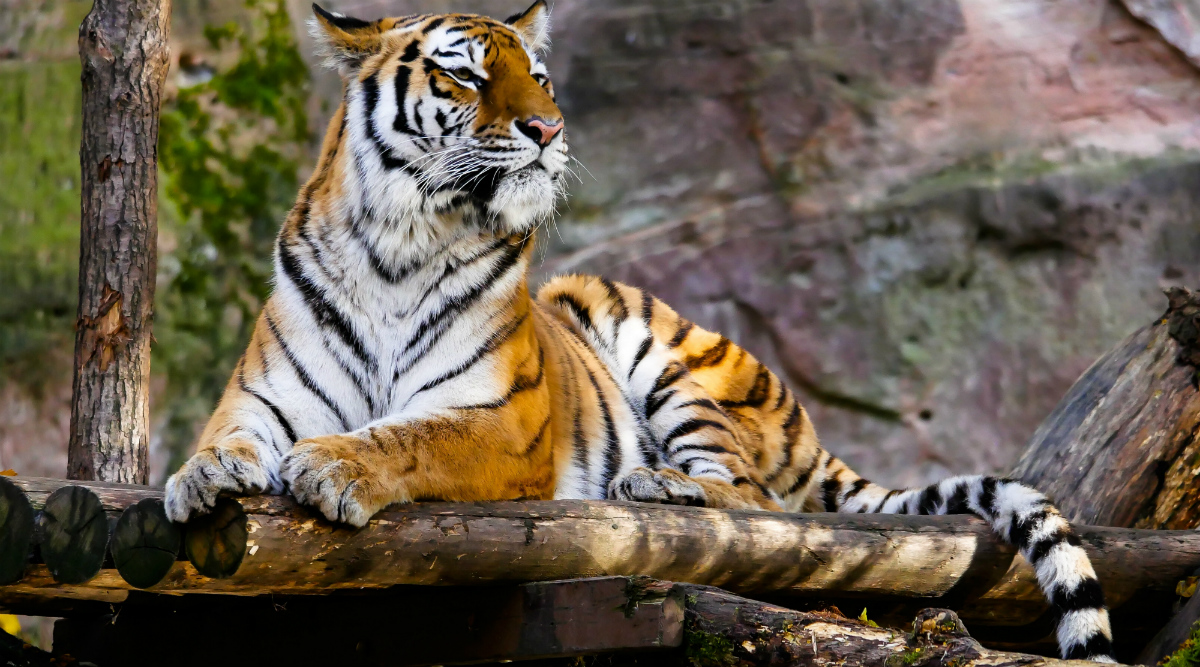 Bengal Tiger 3D, 3d, bengaltiger, animals, HD wallpaper