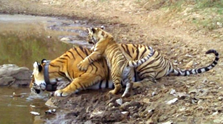 Tiger Cub Born in Sariska Reserve of Rajasthan: Know What Makes This New Cub a Lucky One 