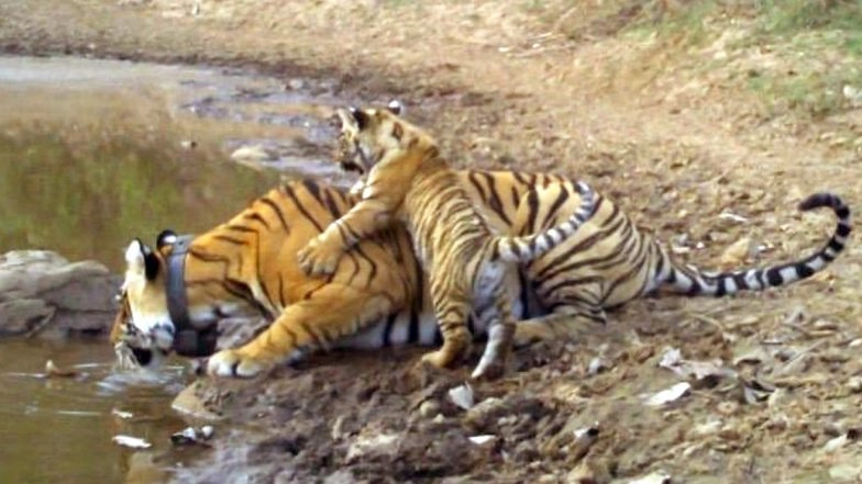 Madhya Pradesh: Nearly 41 Tiger Cubs, From Newborn to One Year Olds, Spotted in Bandhavgarh Reserve