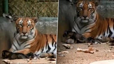 Jharkhand: Tigress Anushka Gives Birth to Three Cubs at Bhagwan Birsa Zoo in Ranchi, People Welcome The Good News Amid Coronavirus Scare (Watch Video)