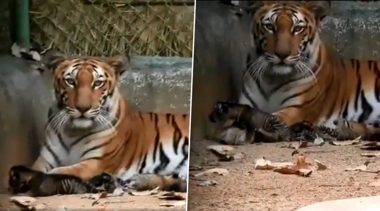 Jharkhand Zoo Tigress Gives Birth to Three Cubs, Watch Cute Video of the Cubs
