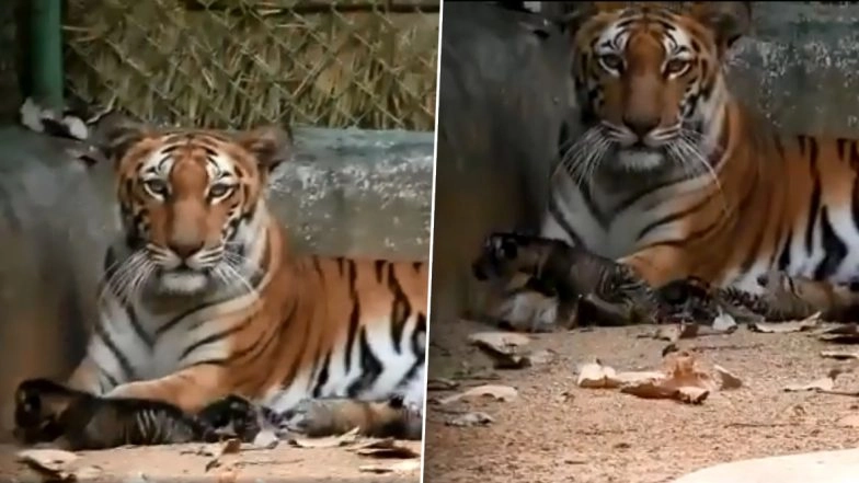 Jharkhand: Tigress Anushka Gives Birth to Three Cubs at Bhagwan Birsa Zoo in Ranchi, People Welcome The Good News Amid Coronavirus Scare (Watch Video)