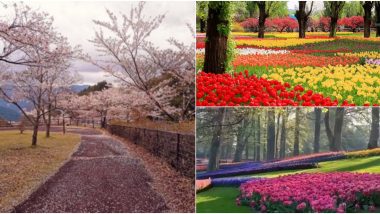Colourful Tulips and Cherry Blossoms in Full Bloom From Around The World Will Make You Feel The Vibrant Nature of Spring (Check Beautiful Photos and Videos)
