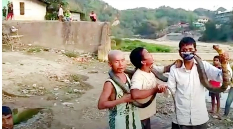 Arunachal Pradesh Hunters Kill King Cobra Amid COVID-19 Lockdown