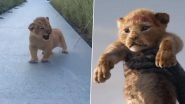 Adorable Lion Cub's Roar Reminds Netizens of Simba From The Lion King (Watch Video)