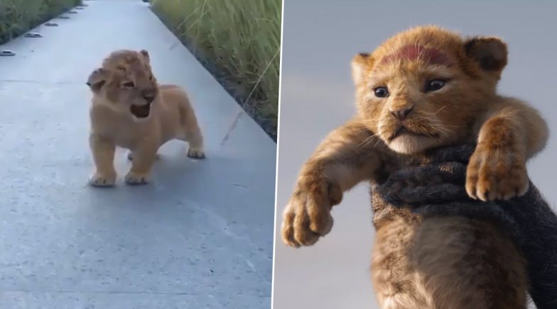 Adorable Lion Cub\'s Roar Reminds Netizens of Simba From The Lion ...