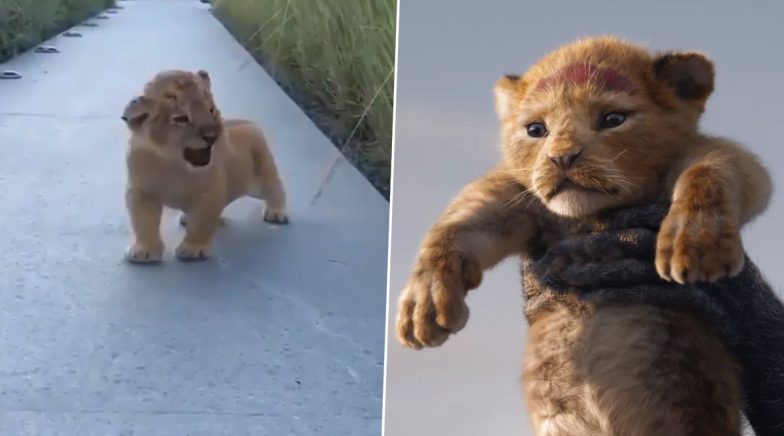 Adorable Lion Cub's Roar Reminds Netizens of Simba From The Lion King ...